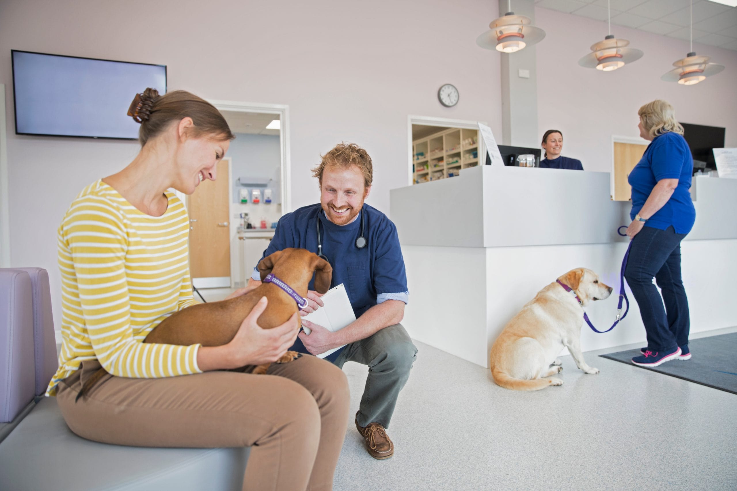 Whether it’s the unfamiliar smells, the car ride, or the presence of other animals, the vet can be an overwhelming place for many pets.